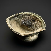 Load image into Gallery viewer, Bivalve (Pelecypoda) Fossil Sea Shell with Chalcopyrite | Mineralized Fossil Specimen | Indonesia