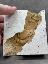 Load image into Gallery viewer, Fossil - Crab in Travertine