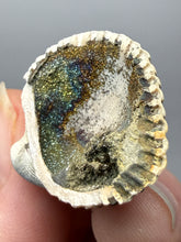 Load image into Gallery viewer, Bivalve (Pelecypoda) Fossil Sea Shell with Chalcopyrite | Mineralized Fossil Specimen | Indonesia
