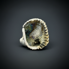 Load image into Gallery viewer, Bivalve (Pelecypoda) Fossil Sea Shell with Chalcopyrite | Mineralized Fossil Specimen | Indonesia

