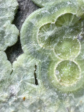 Load image into Gallery viewer, High-Grade Green Wavellite Collectors Specimen - Radiating Botryoidal Crystal Formation - Arkansas, USA
