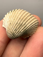 Load image into Gallery viewer, Bivalve (Pelecypoda) Fossil Sea Shell with Calcite Crystals and Chalcopyrite | Mineralized Fossil Specimen | Indonesia
