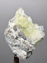 Load image into Gallery viewer, Vibrant Yellow Brucite Thumbnail Mineral Specimen | Collector Crystal from Killa Saifullah District in Balochistan Province, Pakistan
