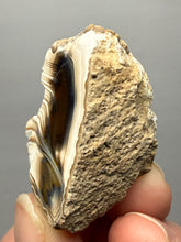 Load image into Gallery viewer, Premium Sumatra Agate (Banded Chalcedony) Display Specimen | Indonesia
