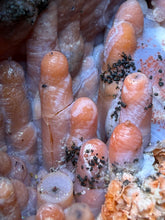 Load image into Gallery viewer, “Goblin Chalcedony” Pink &amp; Orange Druzy Botryoidal Stalactites — Tichka Massif, High Atlas, Morocco
