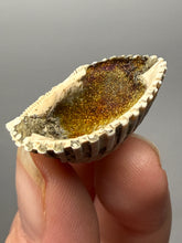 Load image into Gallery viewer, Bivalve (Pelecypoda) Fossil Sea Shell with Chalcopyrite | Mineralized Fossil Specimen | Indonesia
