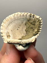 Load image into Gallery viewer, Bivalve (Pelecypoda) Fossil Sea Shell with Chalcopyrite | Mineralized Fossil Specimen | Indonesia
