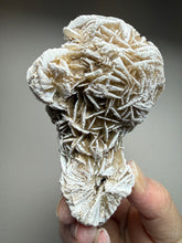 Load image into Gallery viewer, Desert Rose Selenite (Gypsum) — Mineral Display Specimen | Mexico
