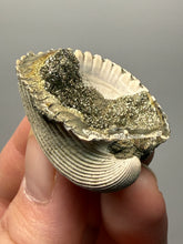Load image into Gallery viewer, Bivalve (Pelecypoda) Fossil Sea Shell with Chalcopyrite | Mineralized Fossil Specimen | Indonesia
