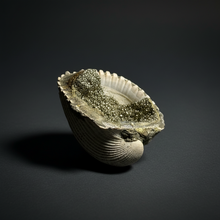 Load image into Gallery viewer, Bivalve (Pelecypoda) Fossil Sea Shell with Chalcopyrite | Mineralized Fossil Specimen | Indonesia
