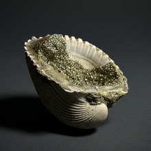 Load image into Gallery viewer, Bivalve (Pelecypoda) Fossil Sea Shell with Chalcopyrite | Mineralized Fossil Specimen | Indonesia
