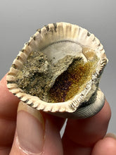 Load image into Gallery viewer, Bivalve (Pelecypoda) Fossil Sea Shell with Chalcopyrite | Mineralized Fossil Specimen | Indonesia
