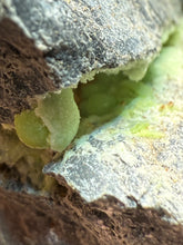 Load image into Gallery viewer, High-Grade Green Wavellite Collectors Specimen - Radiating Botryoidal Crystal Formation - Arkansas, USA
