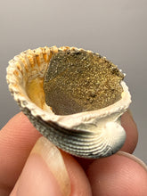 Load image into Gallery viewer, Bivalve (Pelecypoda) Fossil Sea Shell with Chalcopyrite | Mineralized Fossil Specimen | Indonesia
