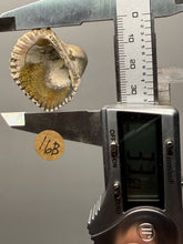 Load image into Gallery viewer, Bivalve (Pelecypoda) Fossil Sea Shell with Chalcopyrite | Mineralized Fossil Specimen | Indonesia
