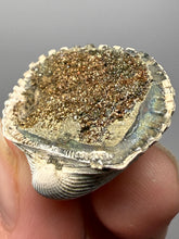Load image into Gallery viewer, Bivalve (Pelecypoda) Fossil Sea Shell with Chalcopyrite | Mineralized Fossil Specimen | Indonesia
