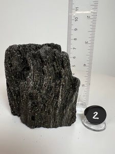 Black Druzy Petrified Wood from Indonesia