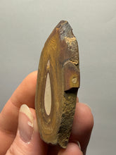 Load image into Gallery viewer, Stromatolite Fossil Slice | Ancient Microbial Reef Structure | Morocco
