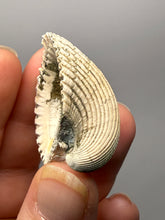 Load image into Gallery viewer, Bivalve (Pelecypoda) Fossil Sea Shell with Chalcopyrite | Mineralized Fossil Specimen | Indonesia
