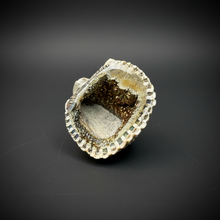 Load image into Gallery viewer, Bivalve (Pelecypoda) Fossil Sea Shell with Chalcopyrite | Mineralized Fossil Specimen | Indonesia
