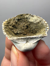Load image into Gallery viewer, Bivalve (Pelecypoda) Fossil Sea Shell with Chalcopyrite | Mineralized Fossil Specimen | Indonesia
