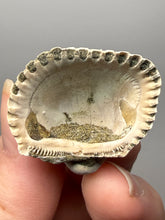 Load image into Gallery viewer, Bivalve (Pelecypoda) Fossil Sea Shell with Chalcopyrite | Mineralized Fossil Specimen | Indonesia
