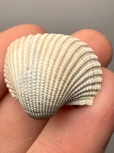 Load image into Gallery viewer, Bivalve (Pelecypoda) Fossil Sea Shell with Chalcopyrite | Mineralized Fossil Specimen | Indonesia
