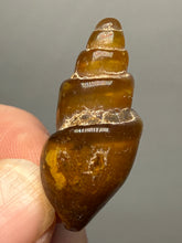 Load image into Gallery viewer, Agatized Gastropod Fossil Specimen | Morocco
