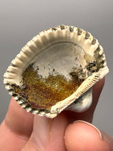 Load image into Gallery viewer, Bivalve (Pelecypoda) Fossil Sea Shell with Chalcopyrite | Mineralized Fossil Specimen | Indonesia
