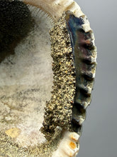 Load image into Gallery viewer, Bivalve (Pelecypoda) Fossil Sea Shell with Chalcopyrite | Mineralized Fossil Specimen | Indonesia
