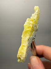 Load image into Gallery viewer, Vibrant Yellow Brucite Thumbnail Mineral Specimen | Collector Crystal from Killa Saifullah District in Balochistan Province, Pakistan
