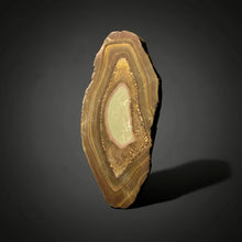 Load image into Gallery viewer, Stromatolite Fossil Slice | Ancient Microbial Reef Structure | Morocco
