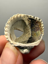Load image into Gallery viewer, Bivalve (Pelecypoda) Fossil Sea Shell with Chalcopyrite | Mineralized Fossil Specimen | Indonesia
