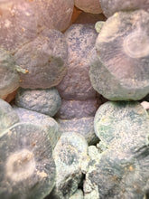 Load image into Gallery viewer, Indonesian Grape Agate (Radial Spray Terminated Quartz) Display Specimen | Mamuju, West Sulawesi, Indonesia
