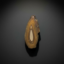 Load image into Gallery viewer, Stromatolite Fossil Slice | Ancient Microbial Reef Structure | Morocco
