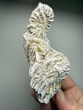 Load image into Gallery viewer, Desert Rose Selenite (Gypsum) — Mineral Display Specimen | Mexico
