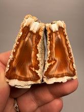 Load image into Gallery viewer, High-Grade Indonesian Sumatra Agate Pair – Vibrant Banded Chalcedony with Rich Color Zoning | Ethical Lapidary &amp; Collector Display Specimens
