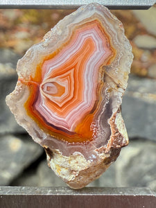 High-Grade Parallax Banded Laguna Agate – Bright Orange, Red, & White Banding from Mexico