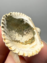 Load image into Gallery viewer, Bivalve (Pelecypoda) Fossil Sea Shell with Calcite Crystals and Chalcopyrite | Mineralized Fossil Specimen | Indonesia
