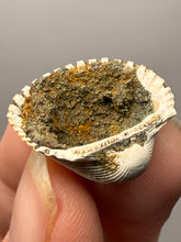 Load image into Gallery viewer, Bivalve (Pelecypoda) Fossil Sea Shell with Chalcopyrite | Mineralized Fossil Specimen | Indonesia
