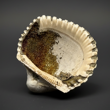 Load image into Gallery viewer, Bivalve (Pelecypoda) Fossil Sea Shell with Chalcopyrite | Mineralized Fossil Specimen | Indonesia
