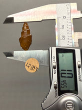 Load image into Gallery viewer, Agatized Gastropod Fossil Specimen | Morocco

