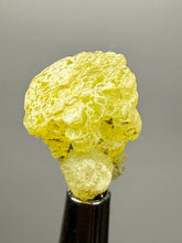 Load image into Gallery viewer, Vibrant Yellow Brucite Thumbnail Mineral Specimen | Collector Crystal from Killa Saifullah District in Balochistan Province, Pakistan
