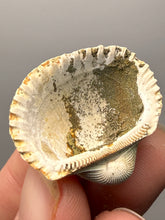Load image into Gallery viewer, Bivalve (Pelecypoda) Fossil Sea Shell with Calcite Crystals and Chalcopyrite | Mineralized Fossil Specimen | Indonesia
