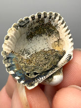 Load image into Gallery viewer, Bivalve (Pelecypoda) Fossil Sea Shell with Chalcopyrite | Mineralized Fossil Specimen | Indonesia

