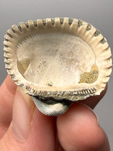 Load image into Gallery viewer, Bivalve (Pelecypoda) Fossil Sea Shell with Chalcopyrite | Mineralized Fossil Specimen | Indonesia
