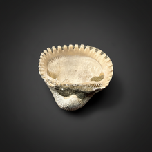 Load image into Gallery viewer, Bivalve (Pelecypoda) Fossil Sea Shell with Chalcopyrite | Mineralized Fossil Specimen | Indonesia
