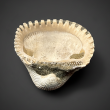 Load image into Gallery viewer, Bivalve (Pelecypoda) Fossil Sea Shell with Chalcopyrite | Mineralized Fossil Specimen | Indonesia

