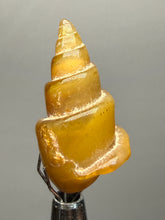 Load image into Gallery viewer, Agatized Gastropod Fossil Specimen | Morocco
