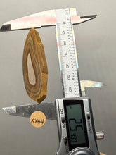 Load image into Gallery viewer, Stromatolite Fossil Slice | Ancient Microbial Reef Structure | Morocco
